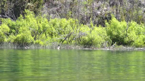 Ducks Swimming Coastline Puelo Lake Forest Background Patagonia Argentina — Stockvideo