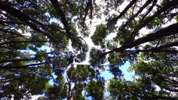 Время Движения Верхушек Деревьев Ветром Лиственничном Лесу Солнечный День Эль — стоковое видео