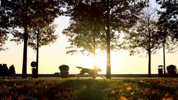 Sunset Sunlight Park People Cyclist Running Dog Sunny Autumn Anatolian — Vídeo de Stock