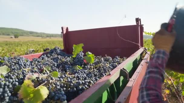 Farmer Throwing Bucket Red Vintage Grapes Truck Harvest Close Slow — Vídeo de stock