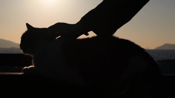 Silhouette Cat Human Hand Carresing Her Sunset Sunlight Close — Vídeo de Stock