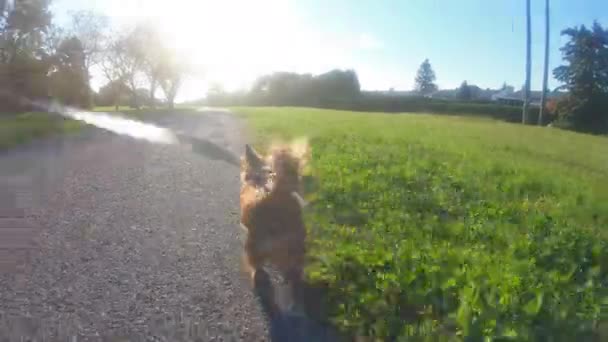 Cute Small Dog Leash Running Pavement Trail Grass Either Side — Stock videók