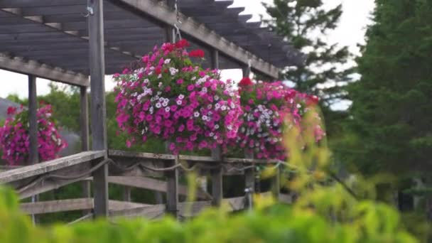 Pink White Wave Petunias Red Begonias Hanging Baskets Side Bridge — Wideo stockowe