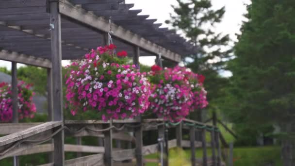 Pink White Wave Petunias Red Begonias Hanging Baskets Blowing Wind — Vídeos de Stock