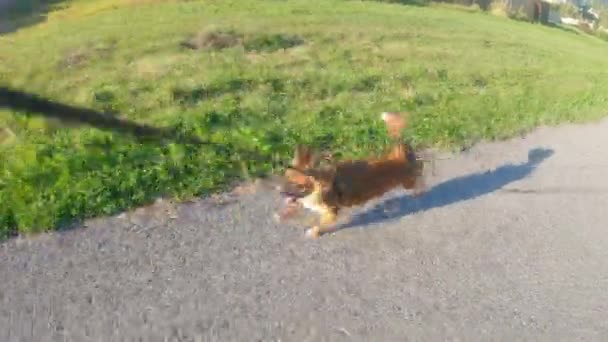 Small Cute Dog Leash Running Pavement Trail Grass Either Side — Stock videók
