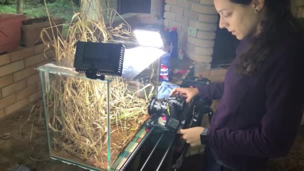 Woman Filming Photographing Insects Macro Studio Aquarium Slider Led Lights — ストック動画