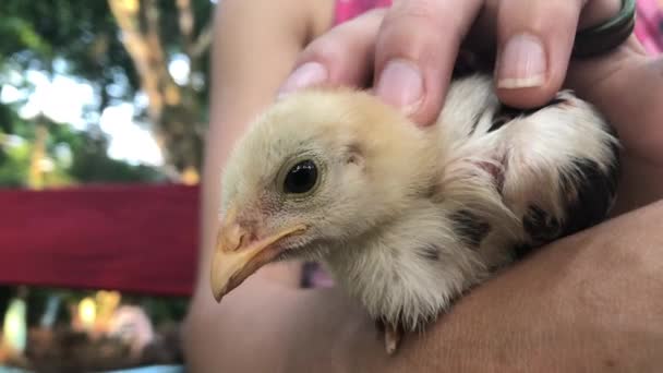 Chicken Baby Chick Petting Love — Stockvideo