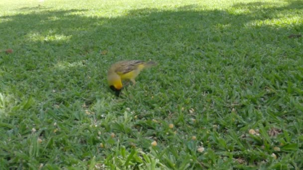 Yellow Bird Green Grass Garden Eating Seed — Stock video