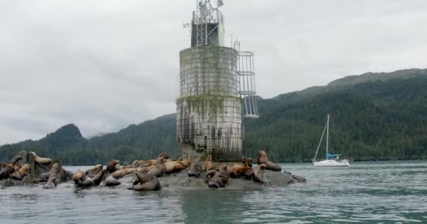 Flock Sea Lions Resting Rusty Tower Alaskan Coastline Slow Motion — Video Stock