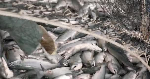 Massive Salmon Catch Close Fisherman Rubber Boots Moving Fish Net — Stock videók