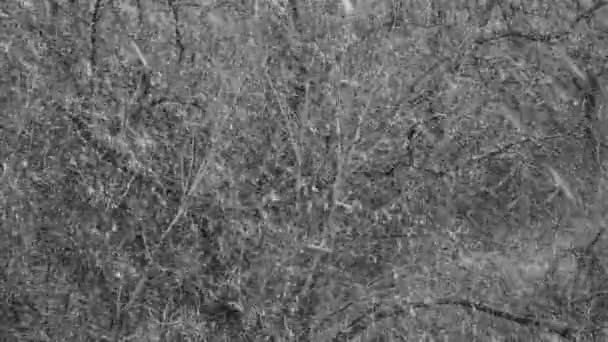 Close Leafless Trees Snow Storm Static — Stockvideo