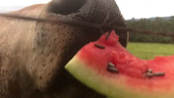 Male Cow Bull Grabbing Piece Watermelon Woman Hands Closeup Person — 비디오