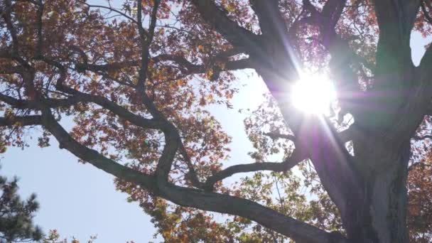 Πτώση Φύλλα Φυσώντας Στο Φως Του Ήλιου Παράθυρο Αργή Κίνηση — Αρχείο Βίντεο