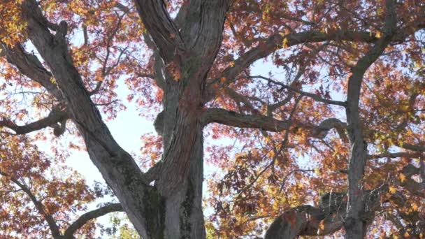 Beautiful Leaves Falling Large Tree Sunset Slow Motion Pan — Vídeo de stock