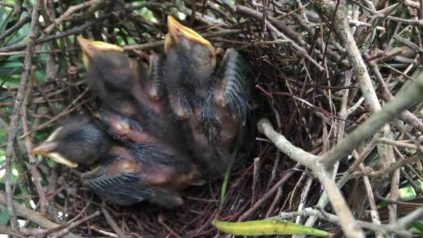 Молодые Цыплята Отдыхают Внутри Гнезда — стоковое видео