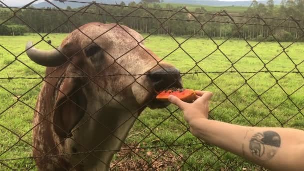 Female Arm Feeding Papaya Cattle — Stok video