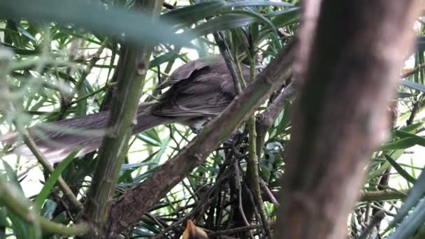 Thrush Bird Mom Tree Leaving Nest — 图库视频影像