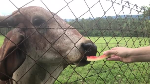 Male Cow Bull Grabbing Piece Watermelon Woman Hands Person Feeding — Vídeo de stock