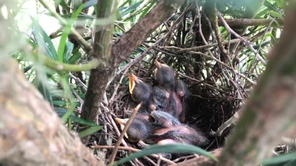 Mom Feeding Chicks Nest — Wideo stockowe