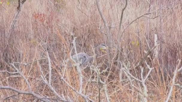 Great Blue Heron Slowly Walking Thick Grass Wooded Area — Stock video