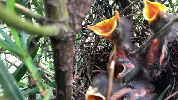 Thrush Bird Nest Chicks Mom Feeding — Stock Video
