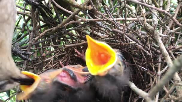 Mom Feeds Chicks Nest One Chicks Poops White Ball — Stockvideo
