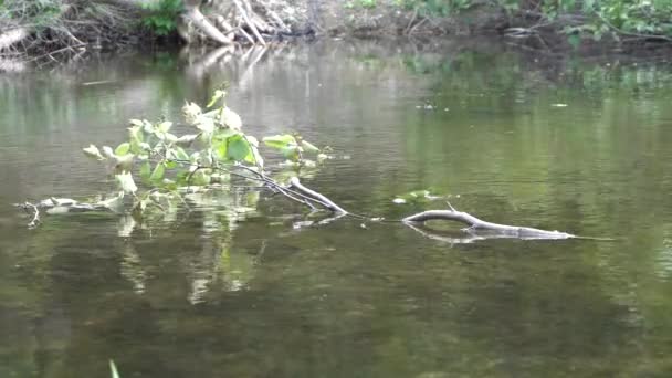 Dead Branch Middle Water You Can See Movement Water Daylight — Stockvideo
