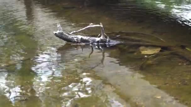 Some Water Insects Move Rapidly Surface Water You Can See — Stockvideo