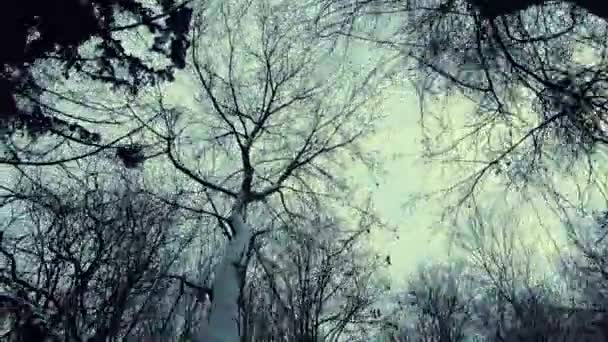 Dolly Forward Looking Shot Leafless Treetops Cloudy Day — Vídeo de Stock