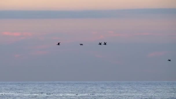 Gannet Seabirds Flying Waves Purple Night Sky Pan — 비디오