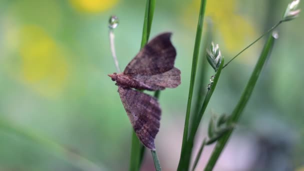 Gem Moth Resting Stem Green Plant Garden Close — Stockvideo