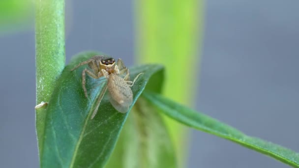 Jumping Spider Leaf Catching Lacewing His Prey Close — 图库视频影像