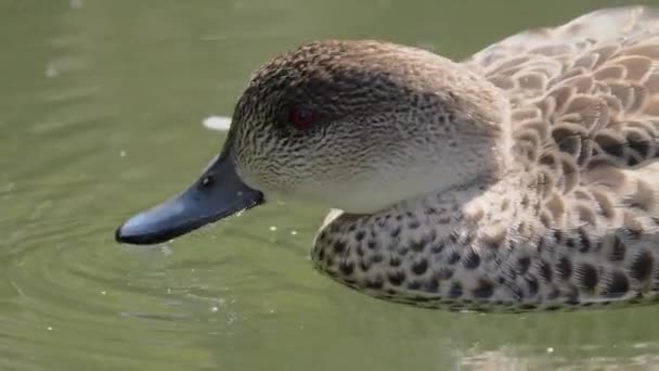 Grey Teal Swimming Drinking Water Pond Summer New Zealand Close — Stock videók