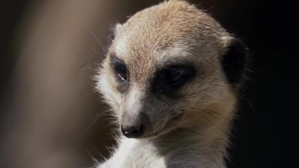 Adorable Meerkat Suricate Looking Surrounding Close — Vídeos de Stock