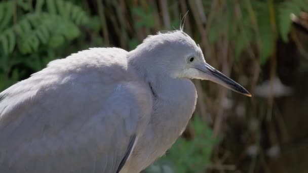 Juvenile White Faced Heron Looking Waiting Prey Close — 图库视频影像