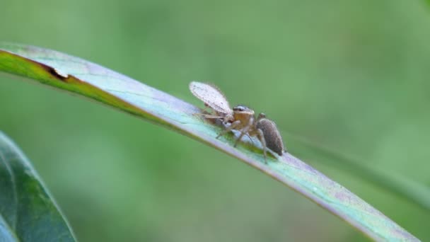 Jumping Spider Foliage While Eating Lacewing Insect Forest Close — 图库视频影像