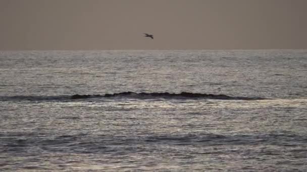 Calm Waves Splashing Rocks Sunset Slow Motion — Video Stock