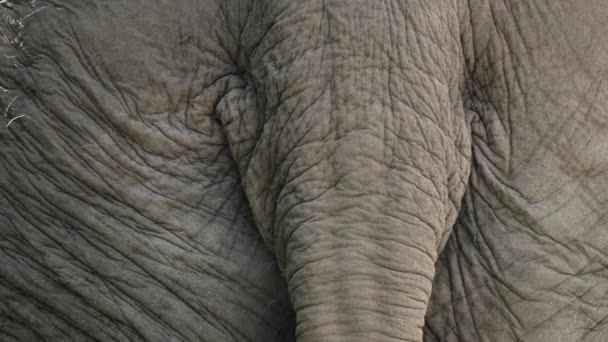 Close Asian Elephant Tail Wrinkled Skin Macro — ストック動画