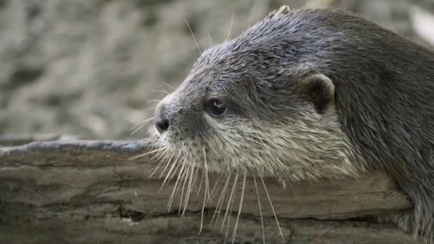 Asian Small Clawed Otter Playing Wood — Wideo stockowe