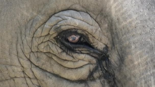 Eye Asian Elephant Close — Video