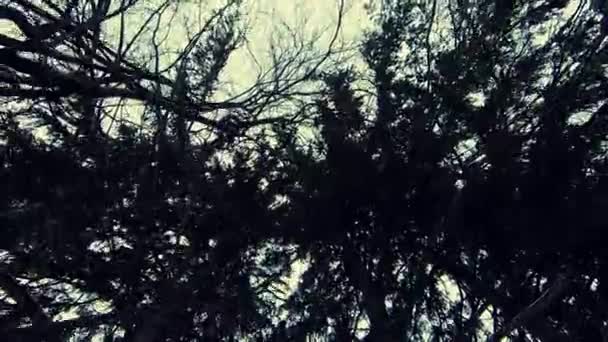 Upward View Treetops Forest Cloudy Day Dolly Forward — Vídeo de Stock