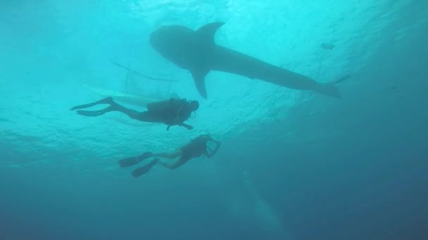 Китовая Акула Водолазы — стоковое видео