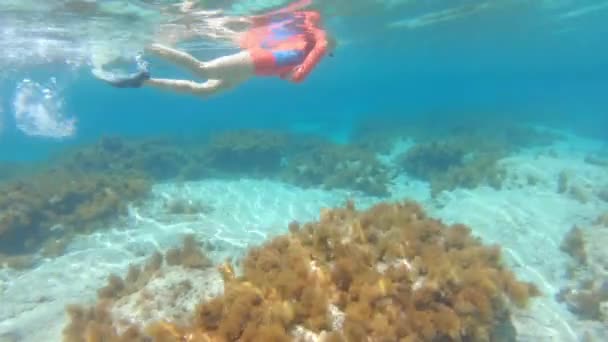 Woman Snorkelling Tropical Water — Stockvideo