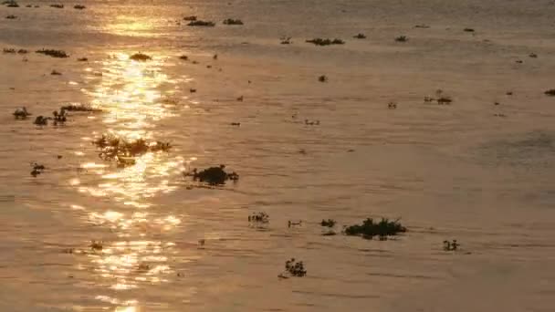 Силуетний Човен Проходить Відбиття Заходу Сонця Воді Річки — стокове відео