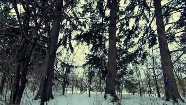 Beautiful Snowy Landscape Forest Pan Tilt — Vídeo de Stock