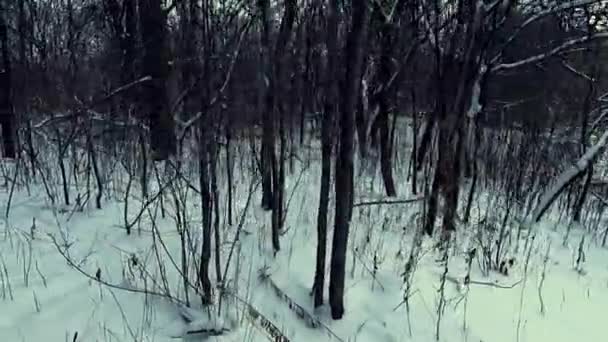 Dolly Left Shot Leafless Trees Shrubs Snow — Vídeo de Stock