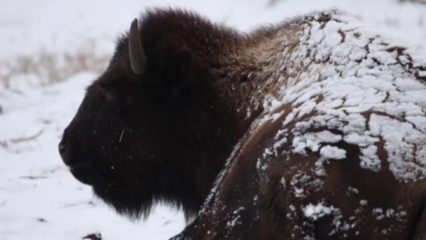 Bison Chewing Close Winter Slow Motion — Stock video