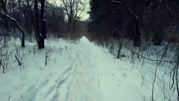 Walker Pov Gimbal Shot Running Forest Snow Winter Day – stockvideo