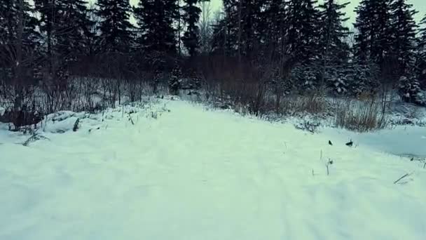 Walking Fast Snow Covered Path Walker Pov — Vídeo de Stock