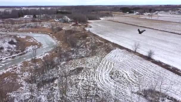 Bald Eagle Flying Winter Farmland Slow Motion Follow Cam — 图库视频影像